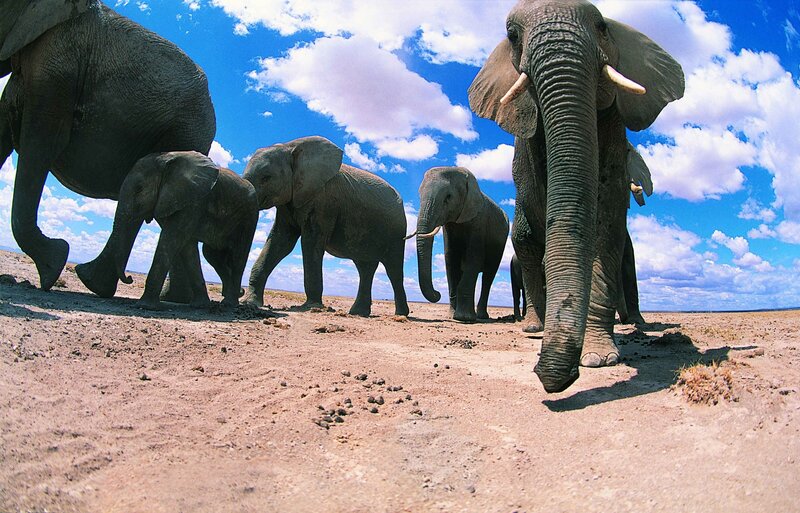 Elephant herd walking in savanna