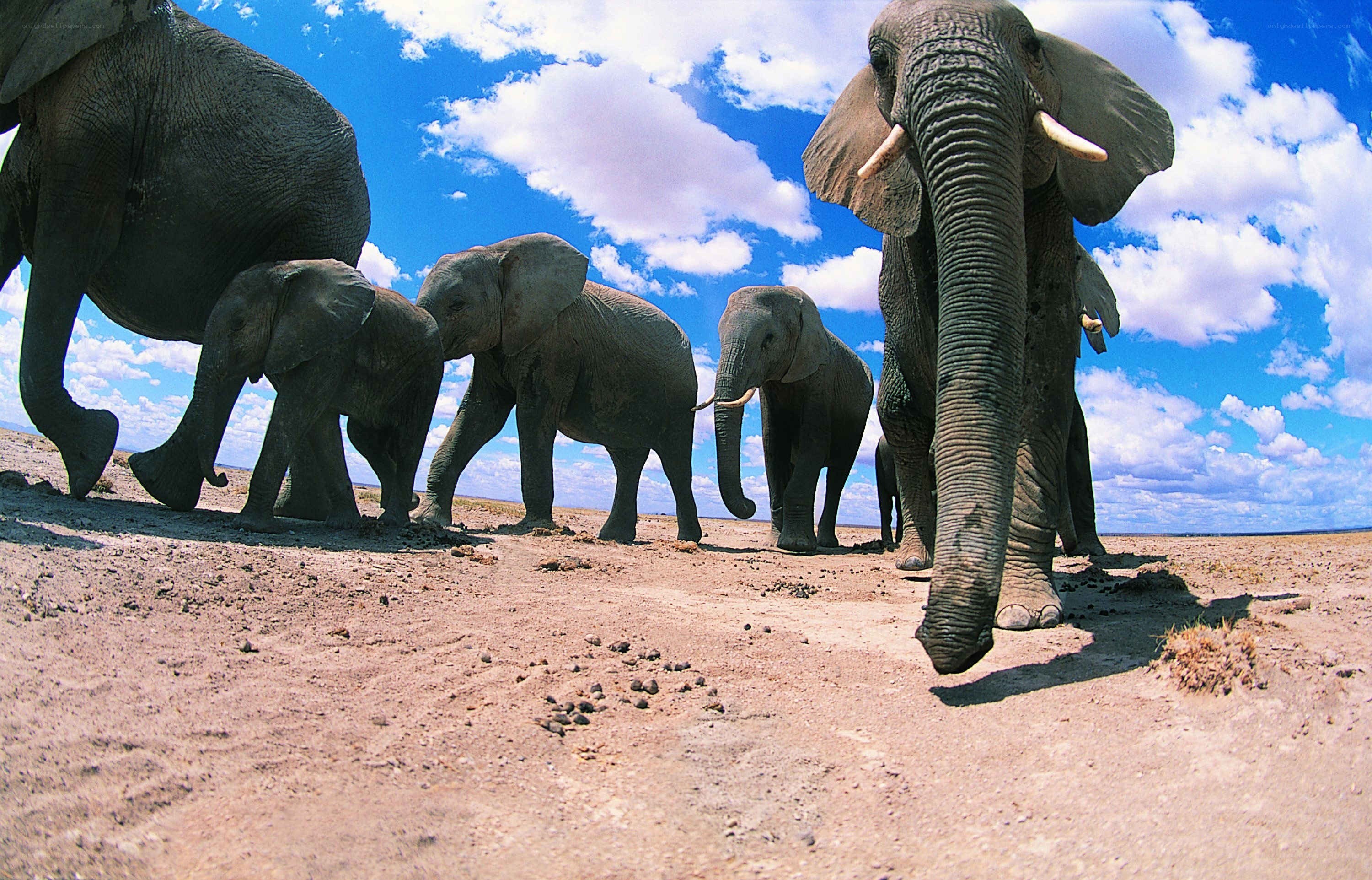 Elephant herd walking in savanna
