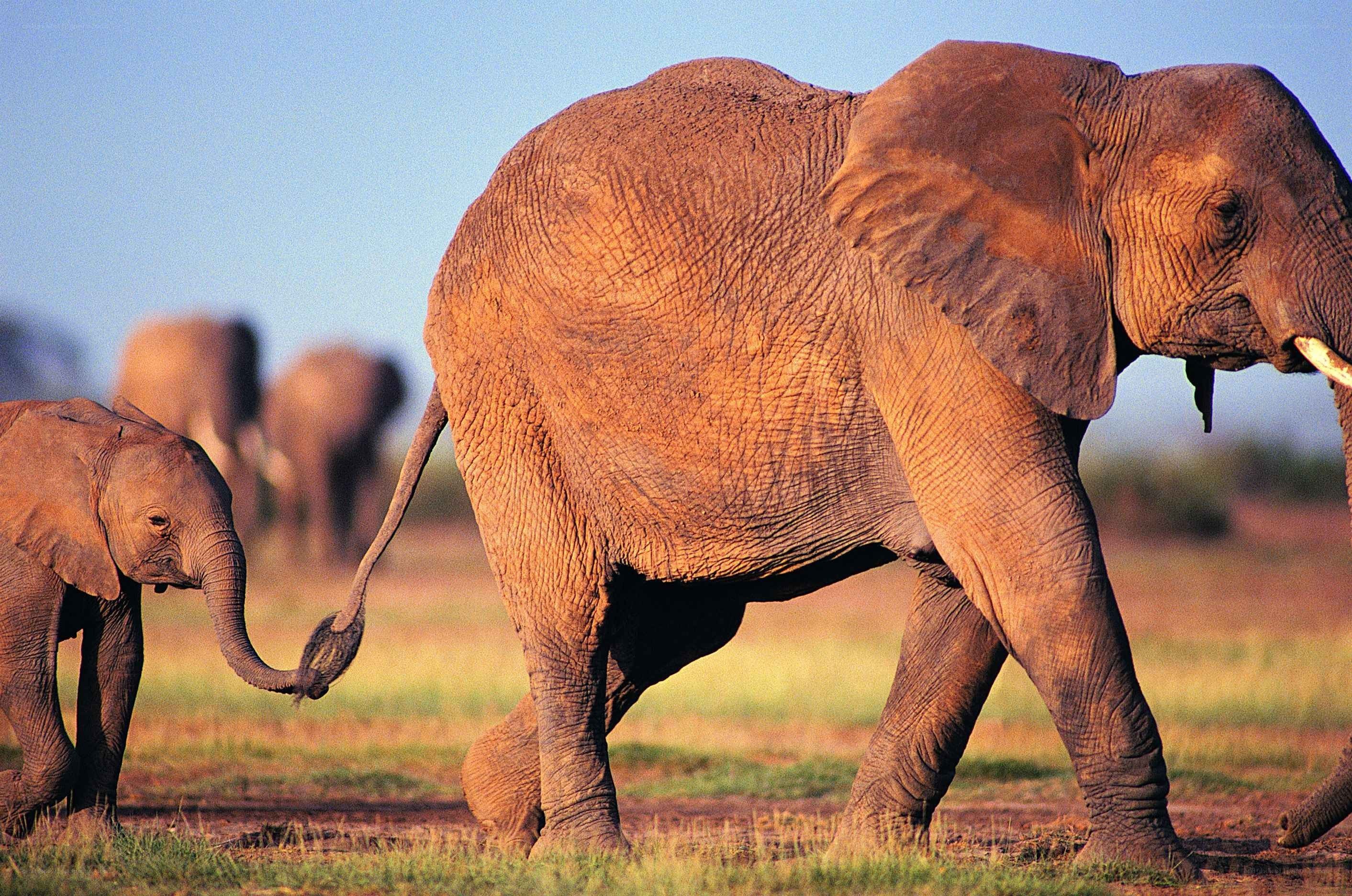 Elephant herd walking in savanna
