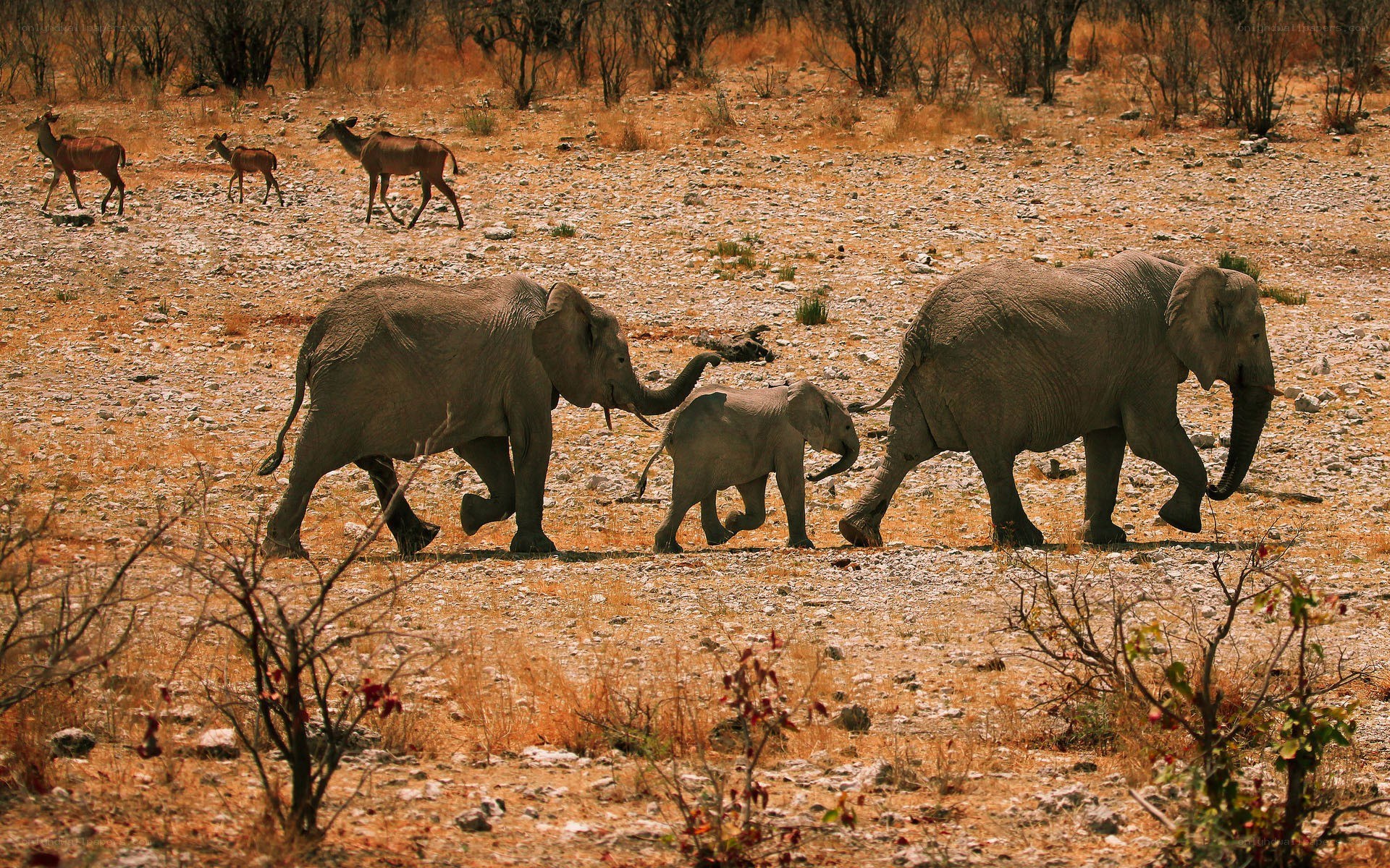 elephant herd walking in savanna