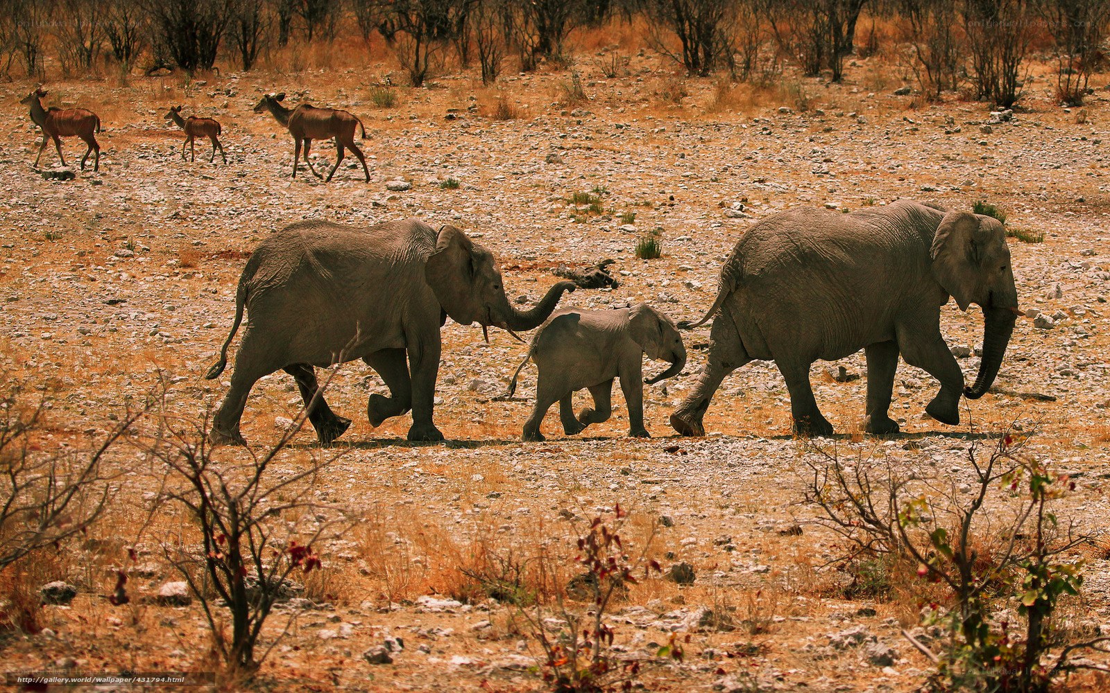 Elephant herd walking in savanna