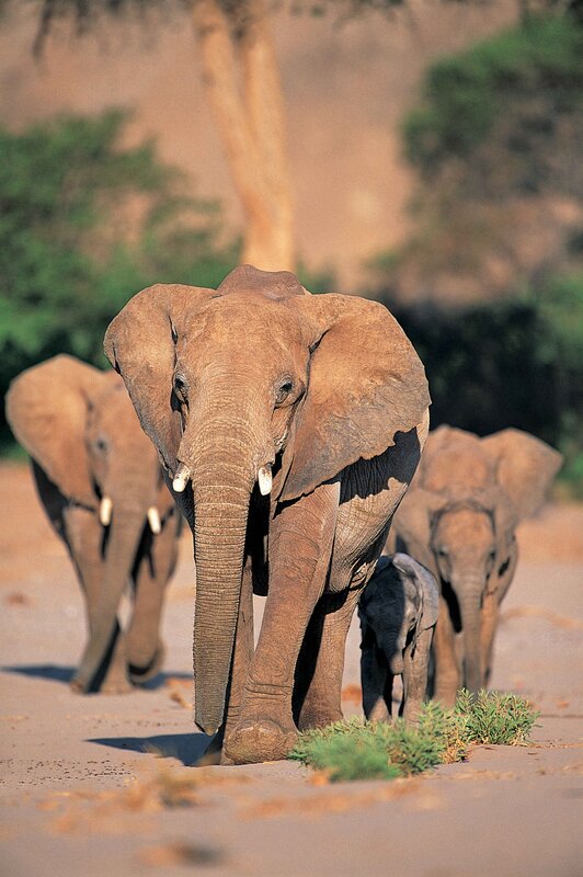 elephant herd walking on dirt path