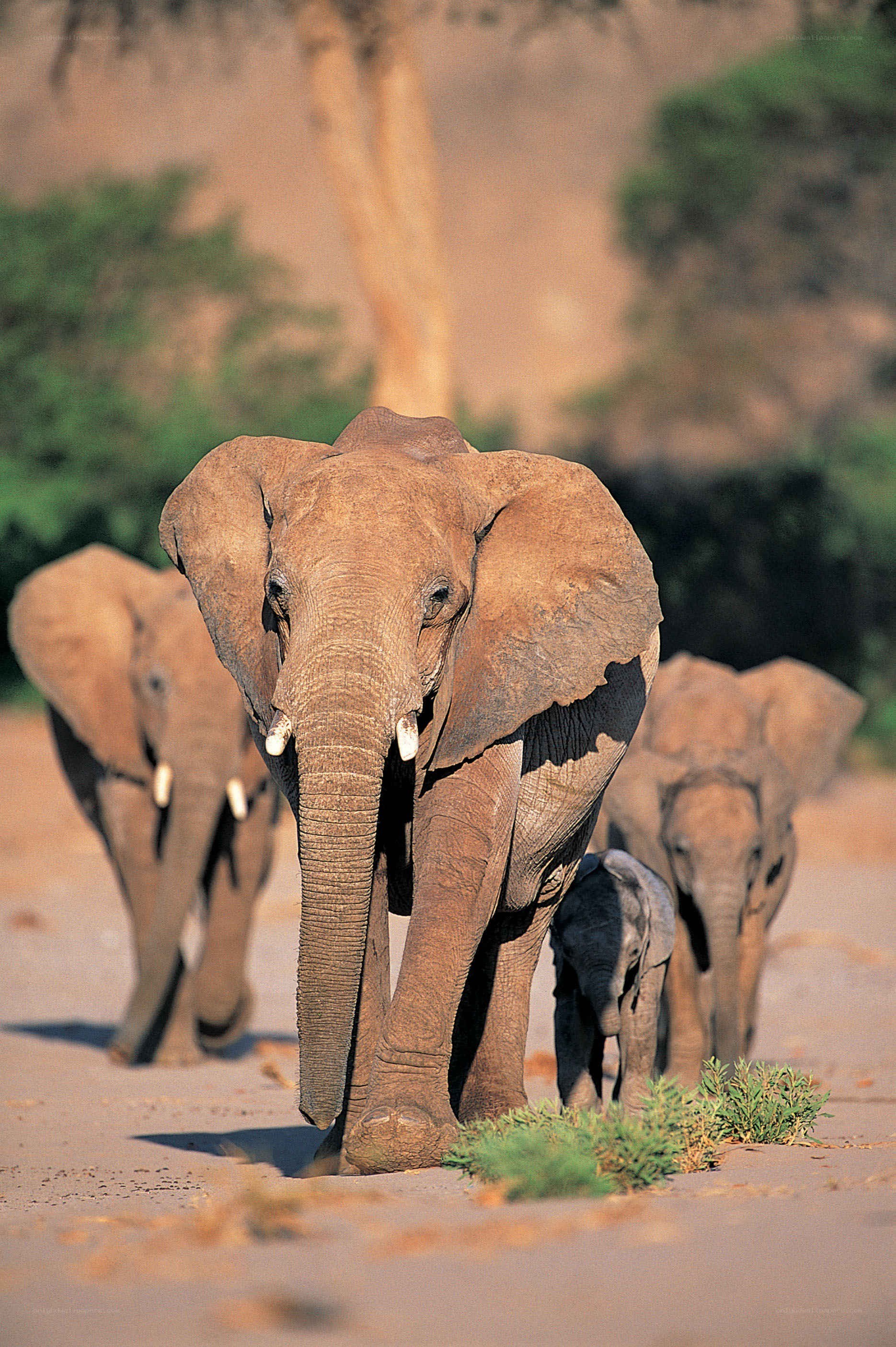 elephant herd walking on dirt path