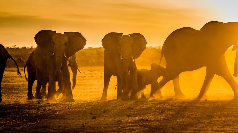 Elephant Herd Walking — Orange, Dramatic