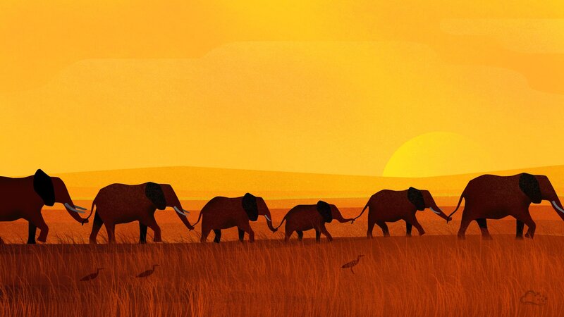 Elephant Herd Walking — Orange