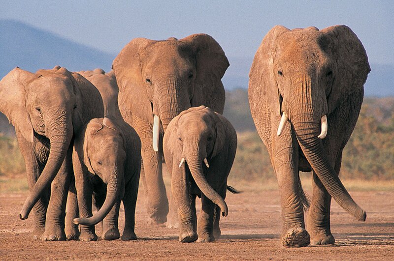 elephant herd walking together