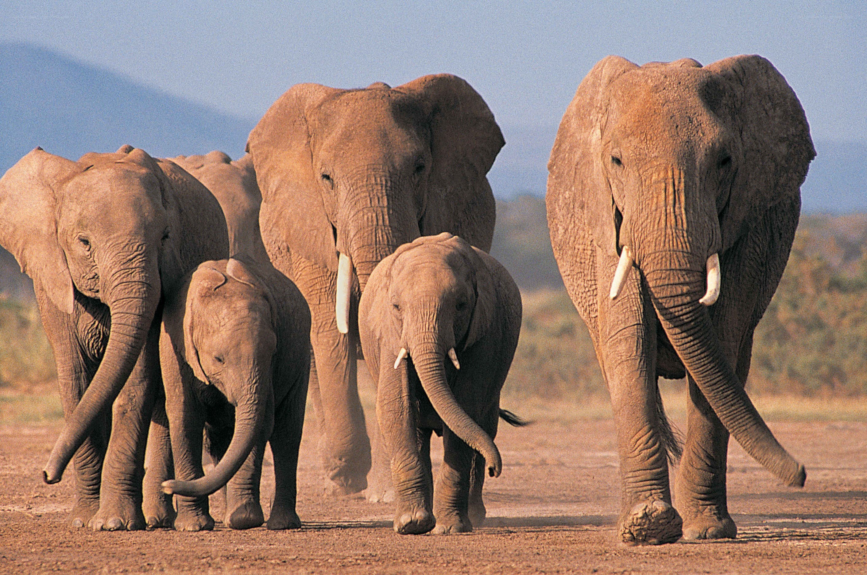 elephant herd walking together