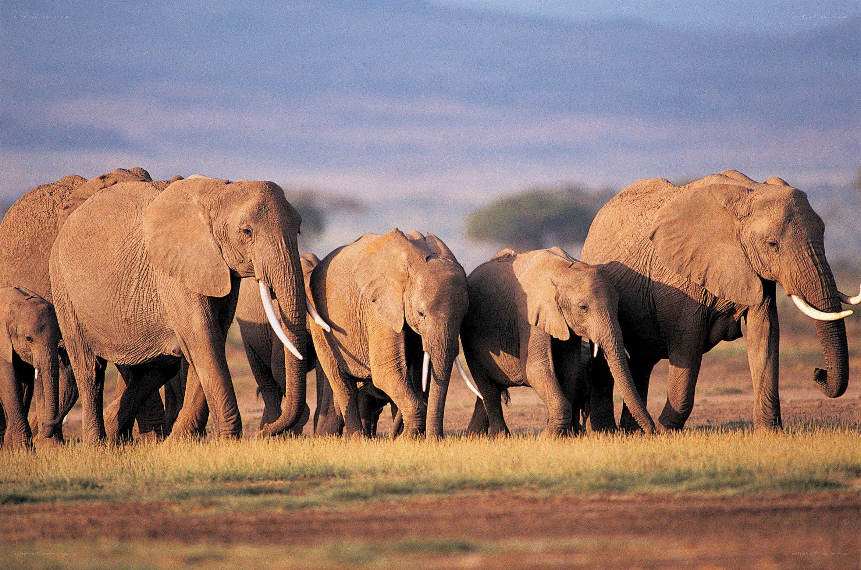elephant herd walking together