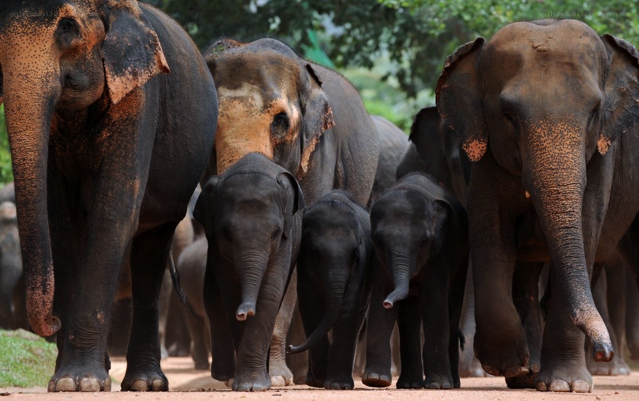 elephant herd walking together