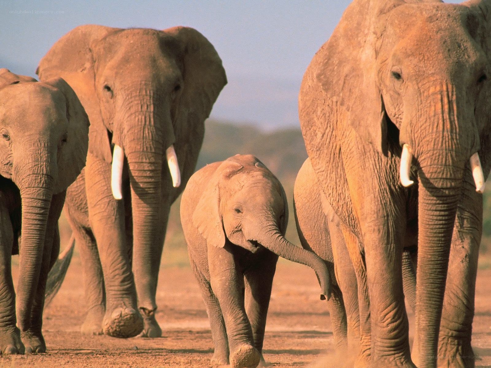 Elephant herd walking together