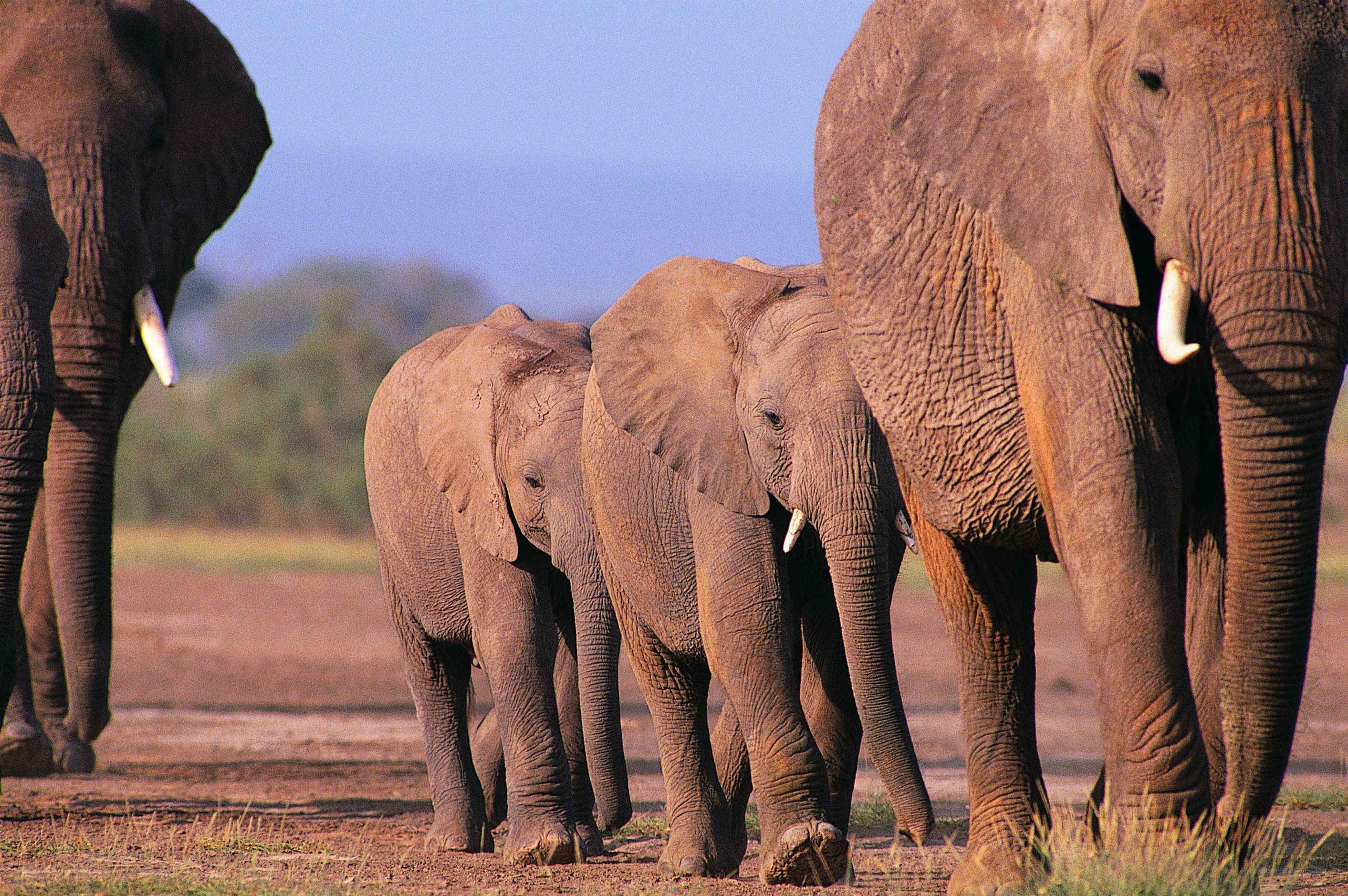 elephant herd walking together