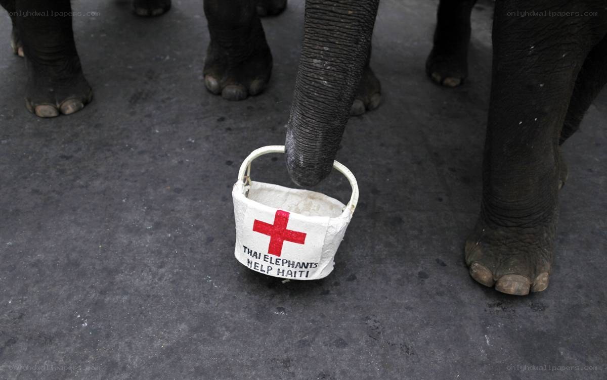 Elephant holding donation bucket