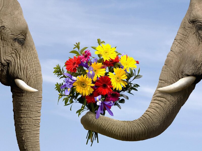 Elephant Holding Flowers — Blue, Peaceful, Afternoon