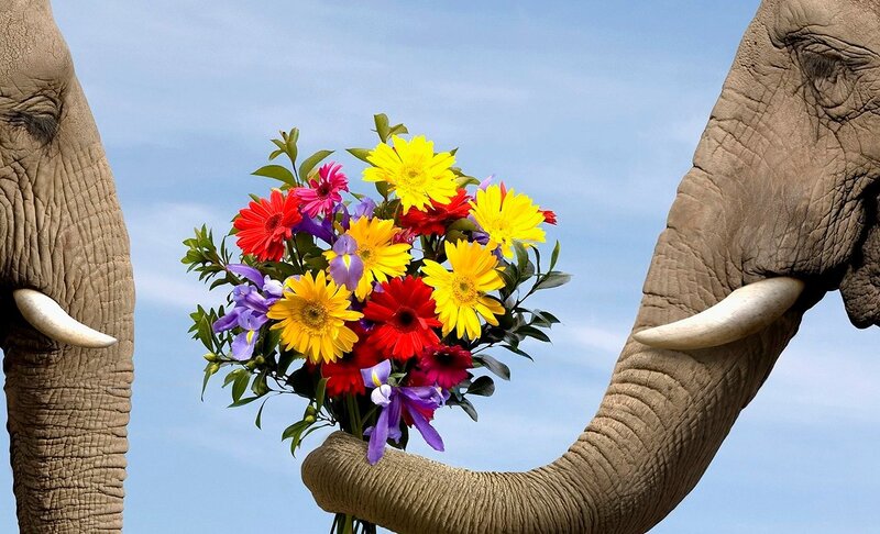 Elephant Holding Flowers — Blue, Peaceful