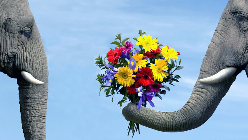 Elephant Holding Flowers — Blue