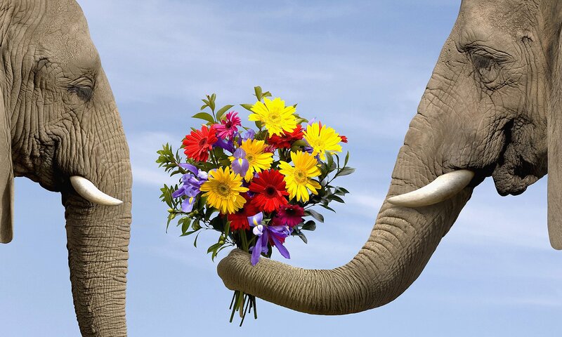 Elephant Holding Flowers