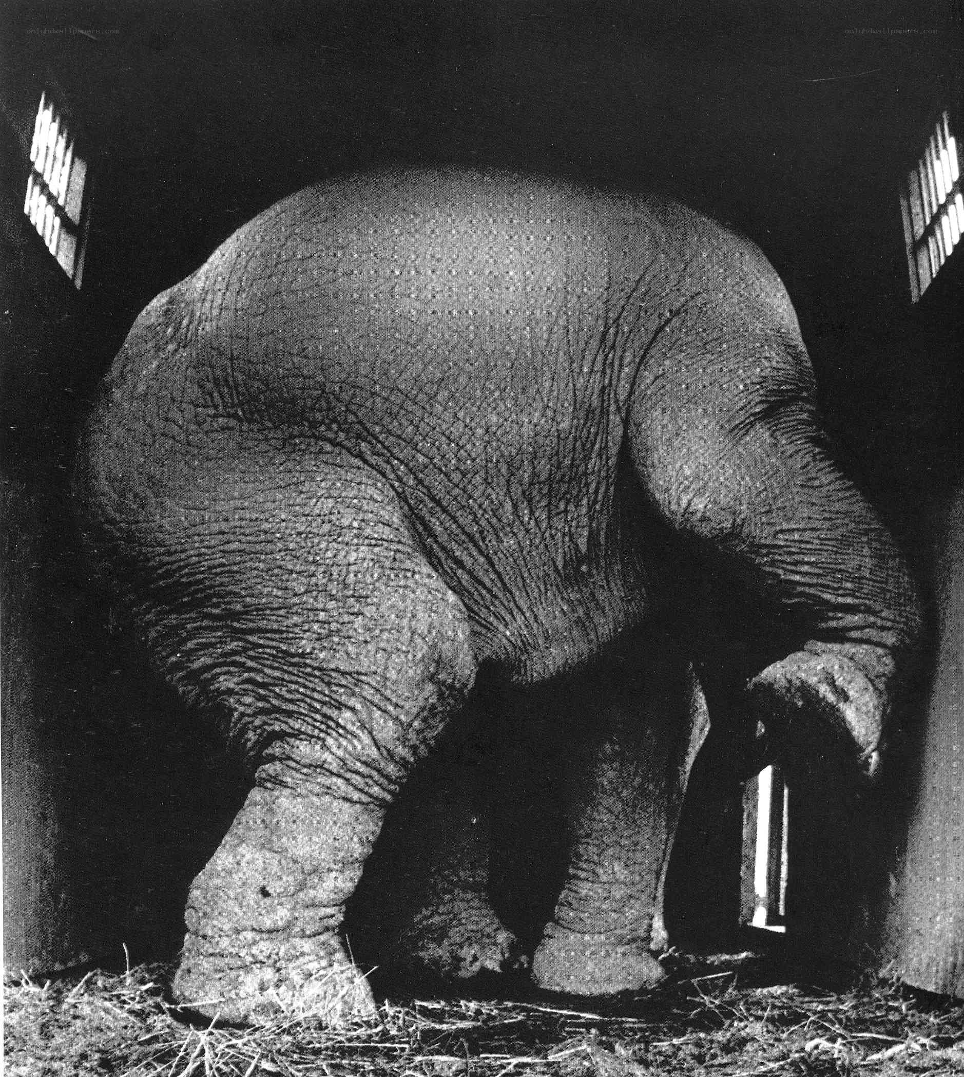 Elephant in a dark enclosure