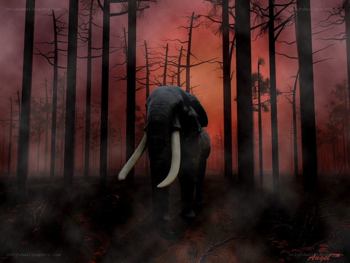 Elephant in a dark forest