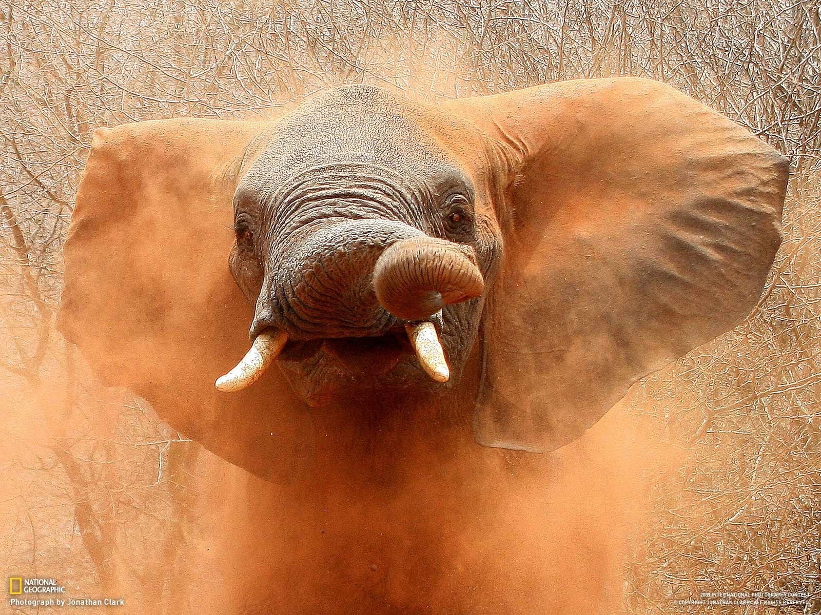 Elephant in a Dust Storm