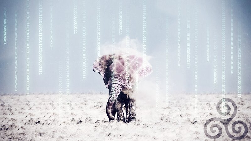 Elephant in a Field