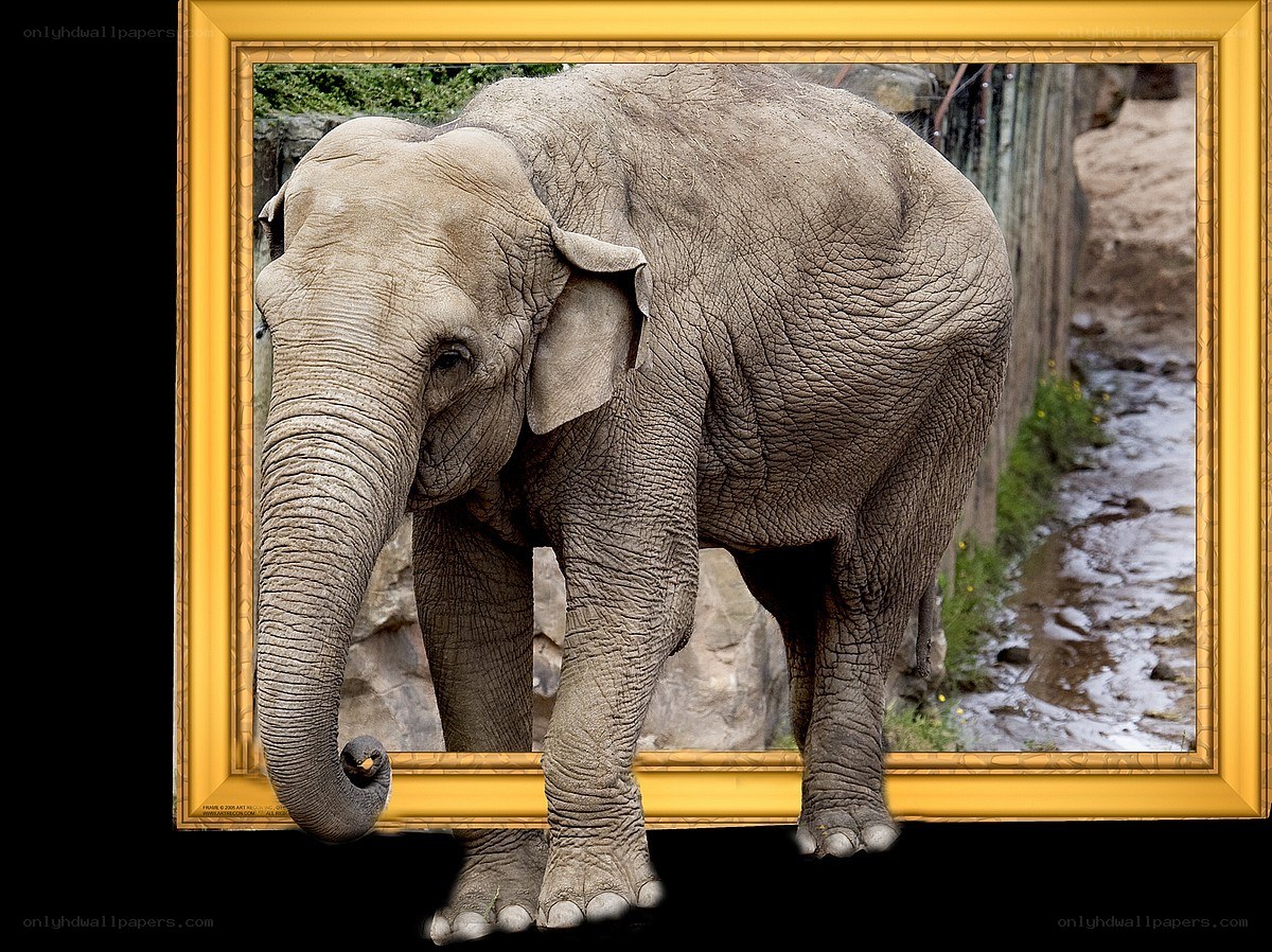 elephant in a golden frame