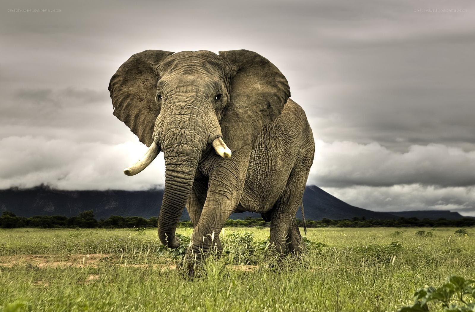 Elephant in a grassy field