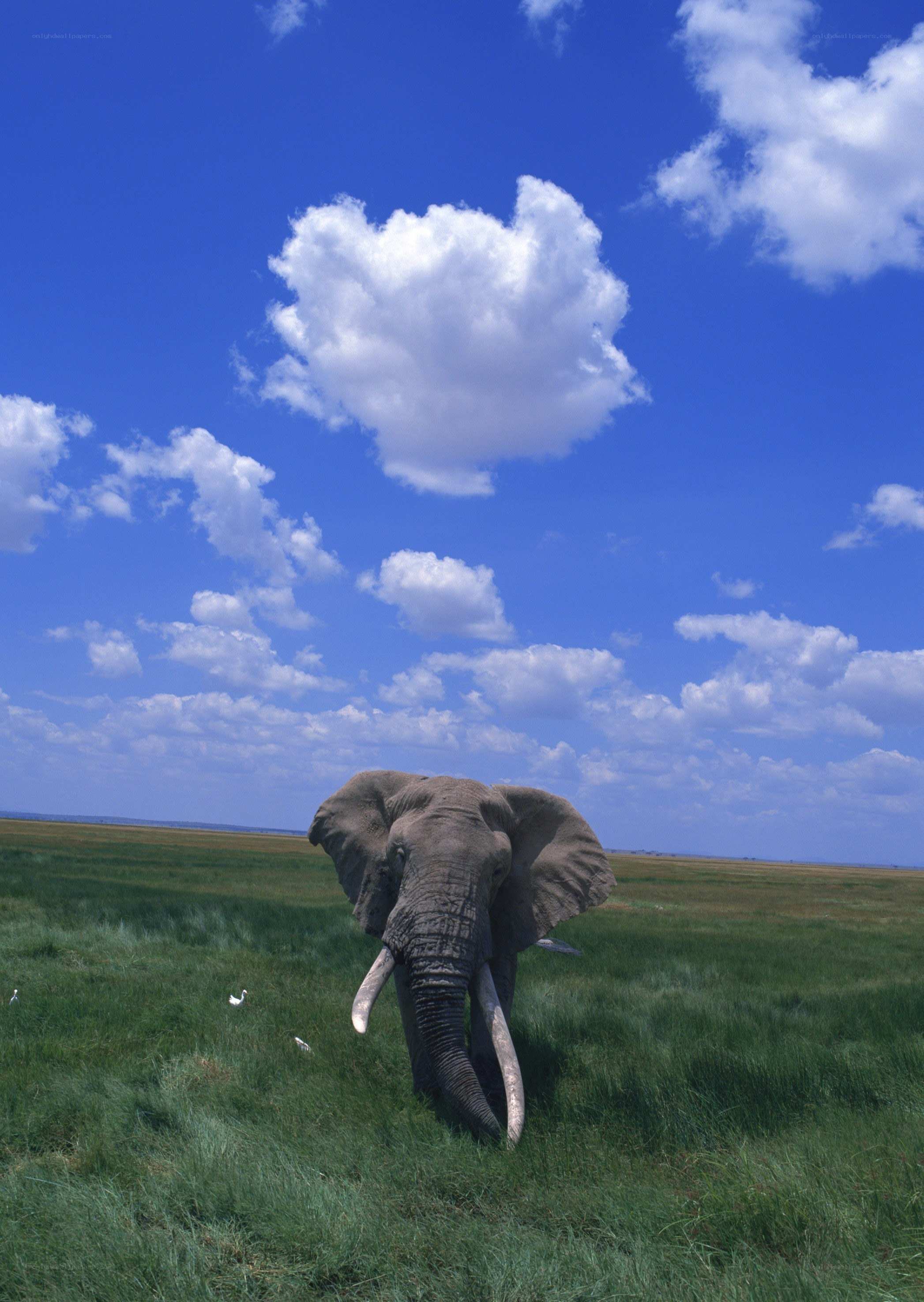 Elephant in a grassy field