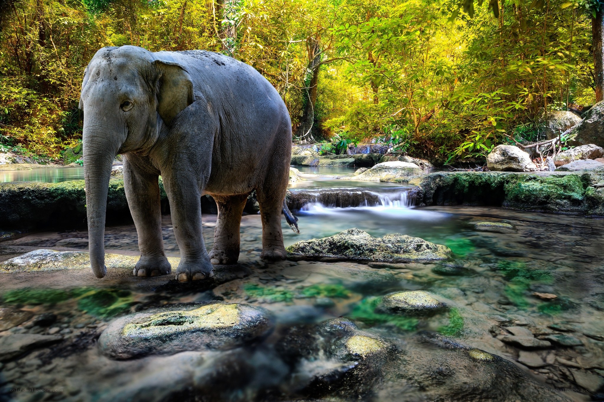 Elephant in a jungle stream
