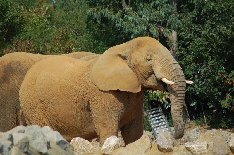 Elephant in a natural enclosure