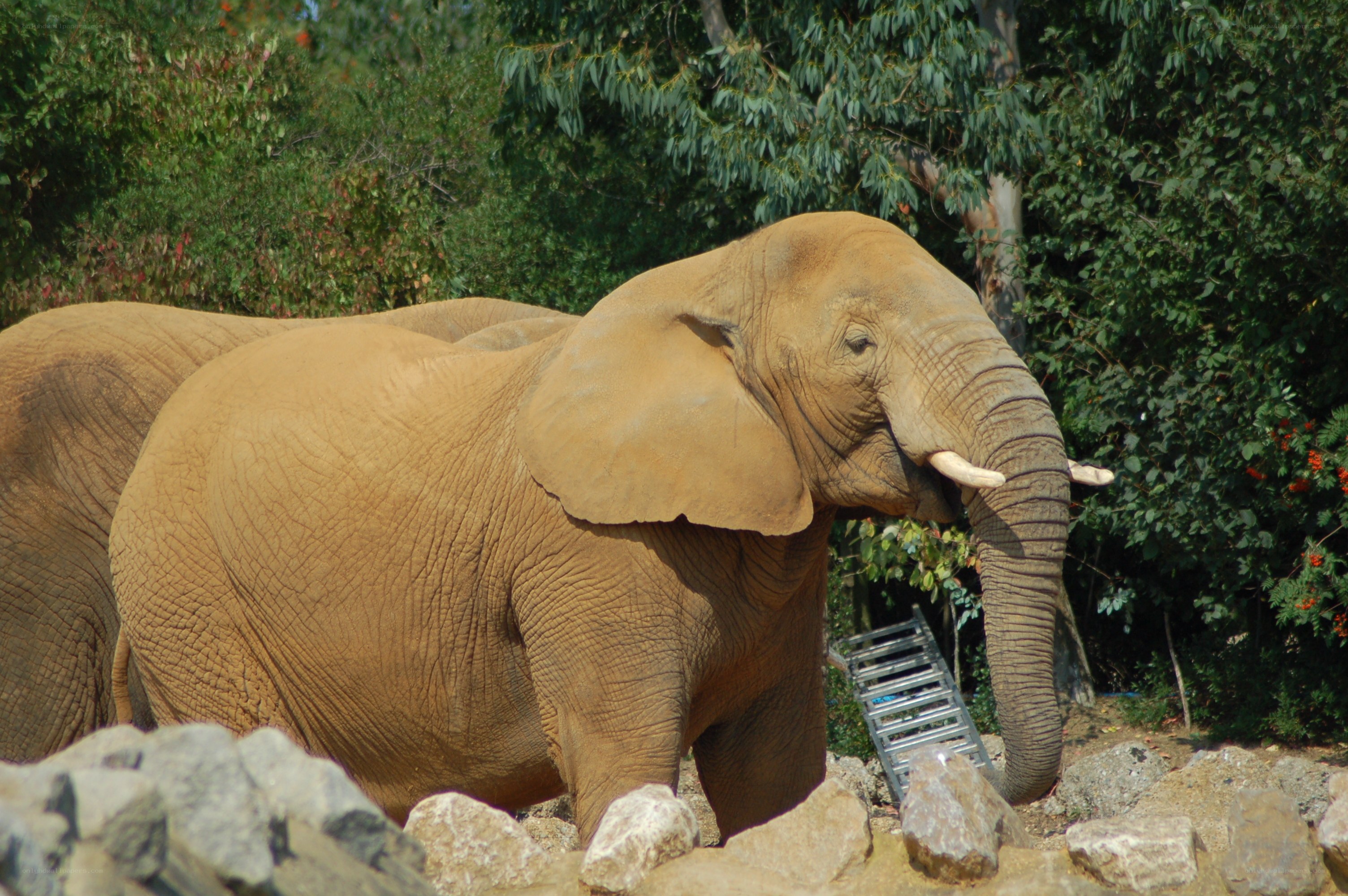 Elephant in a natural enclosure