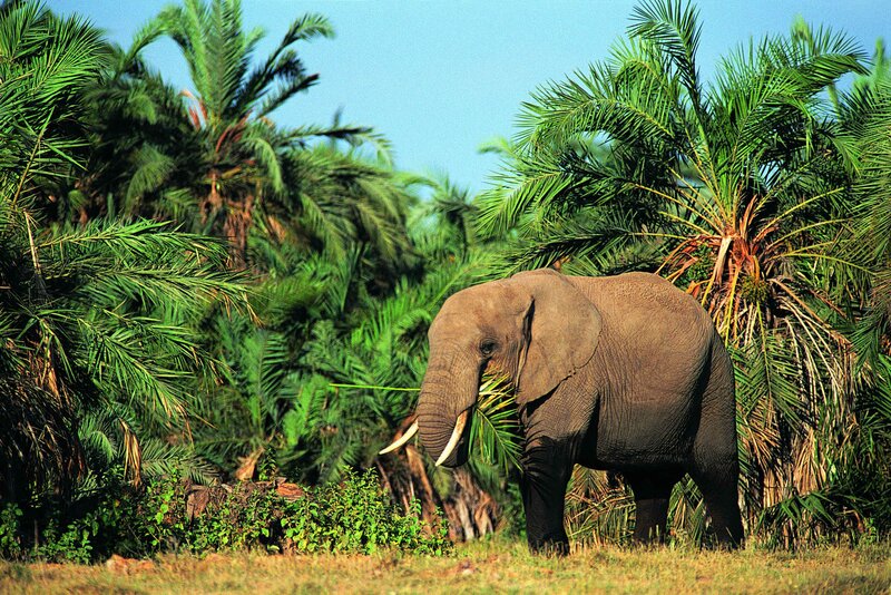 Elephant in a palm grove