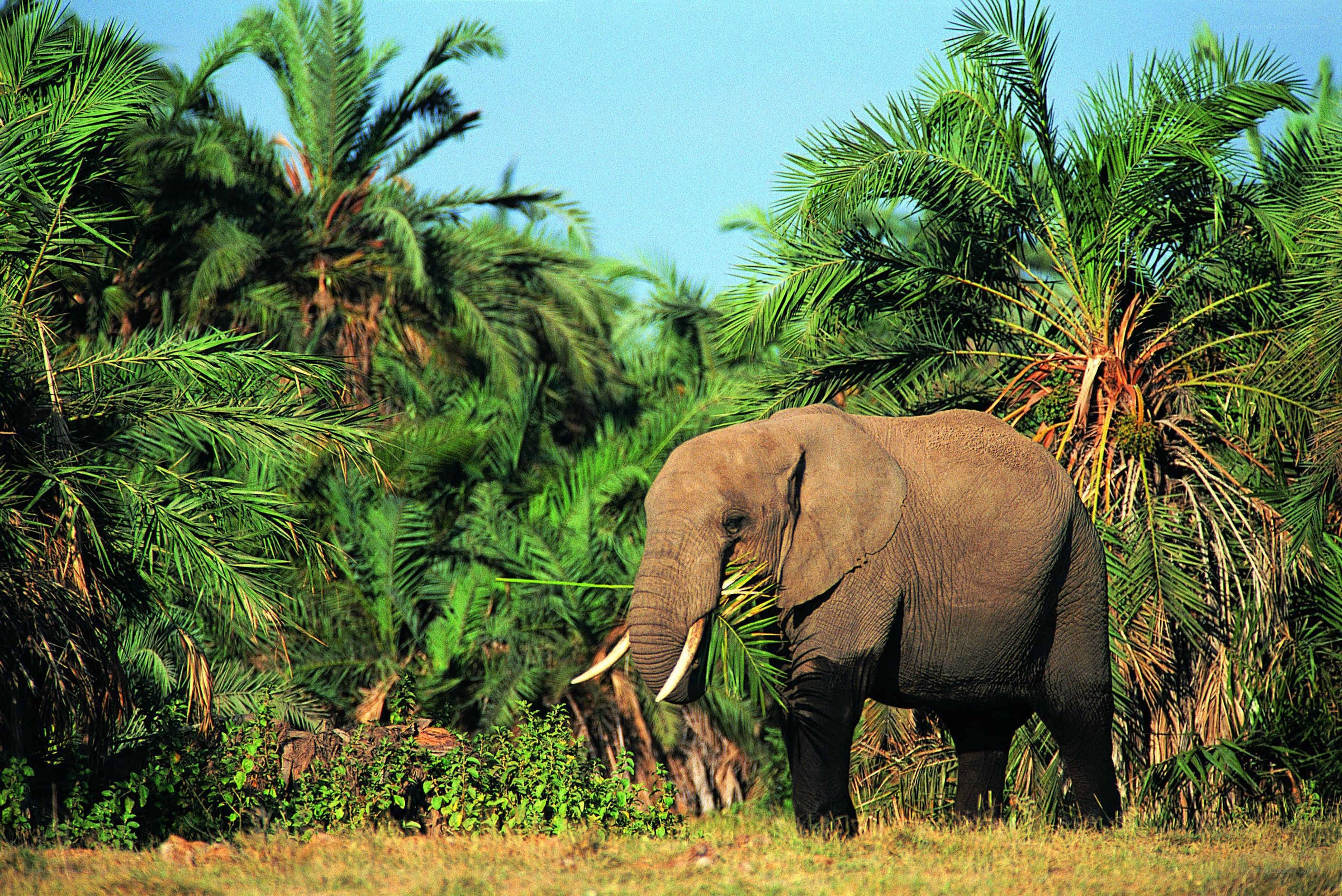 Elephant in a palm grove