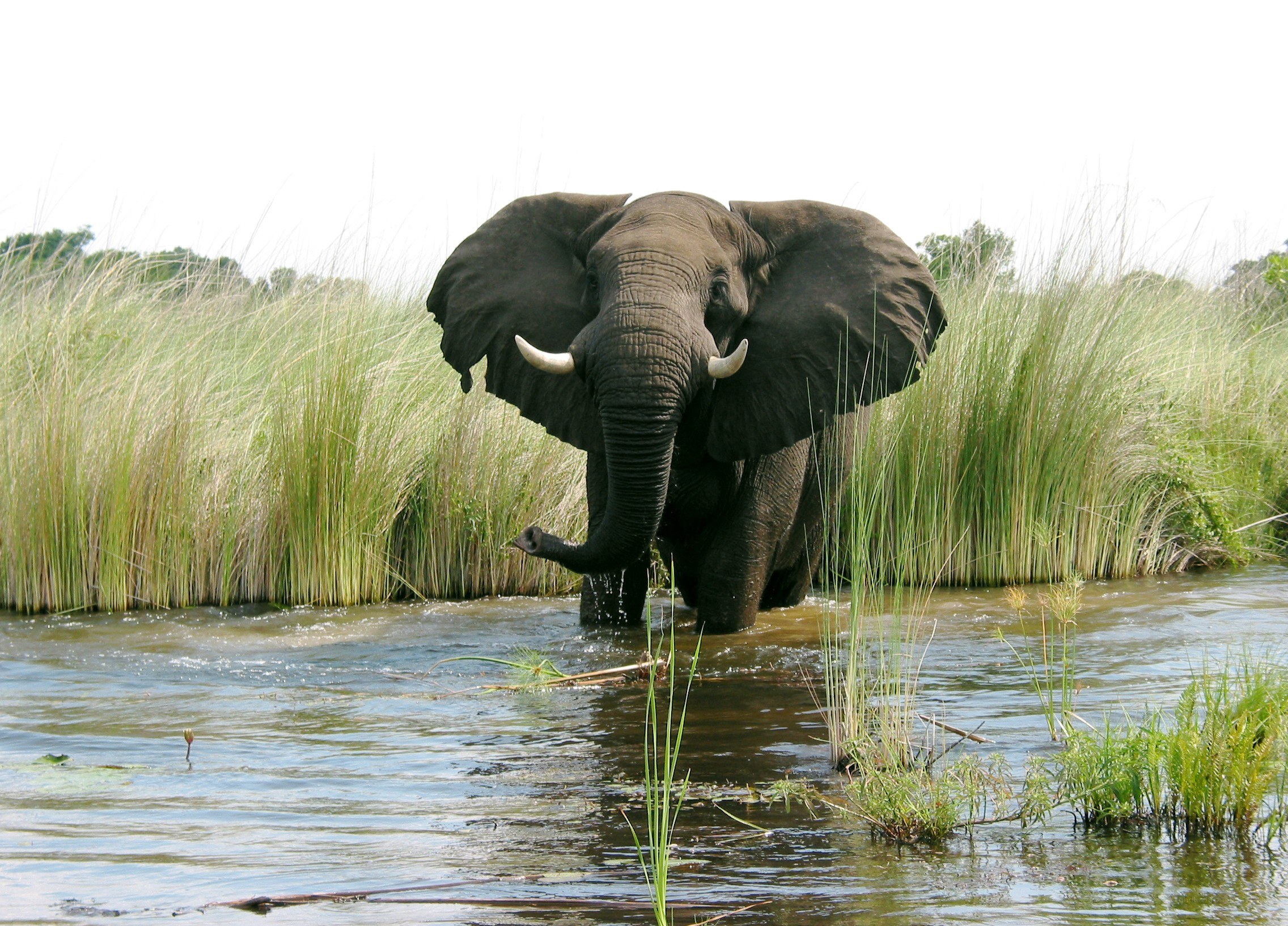 elephant in a river