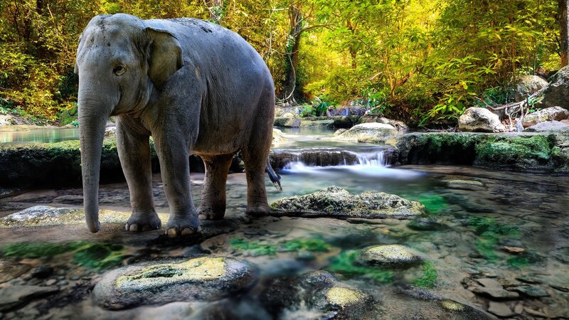 Elephant in a Stream