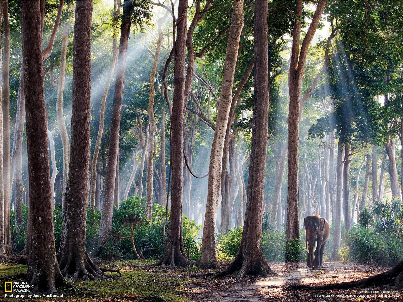 Elephant in a sunlit forest