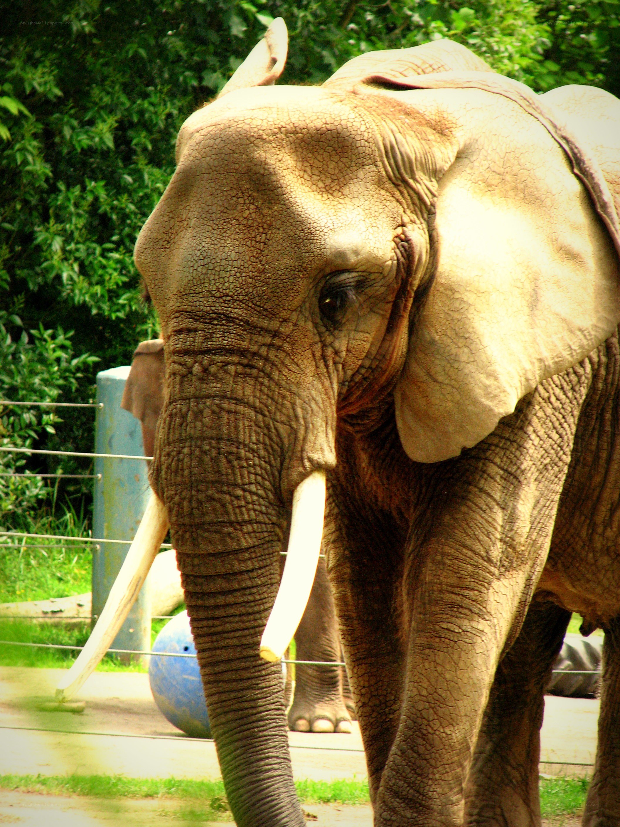 Elephant in a zoo enclosure
