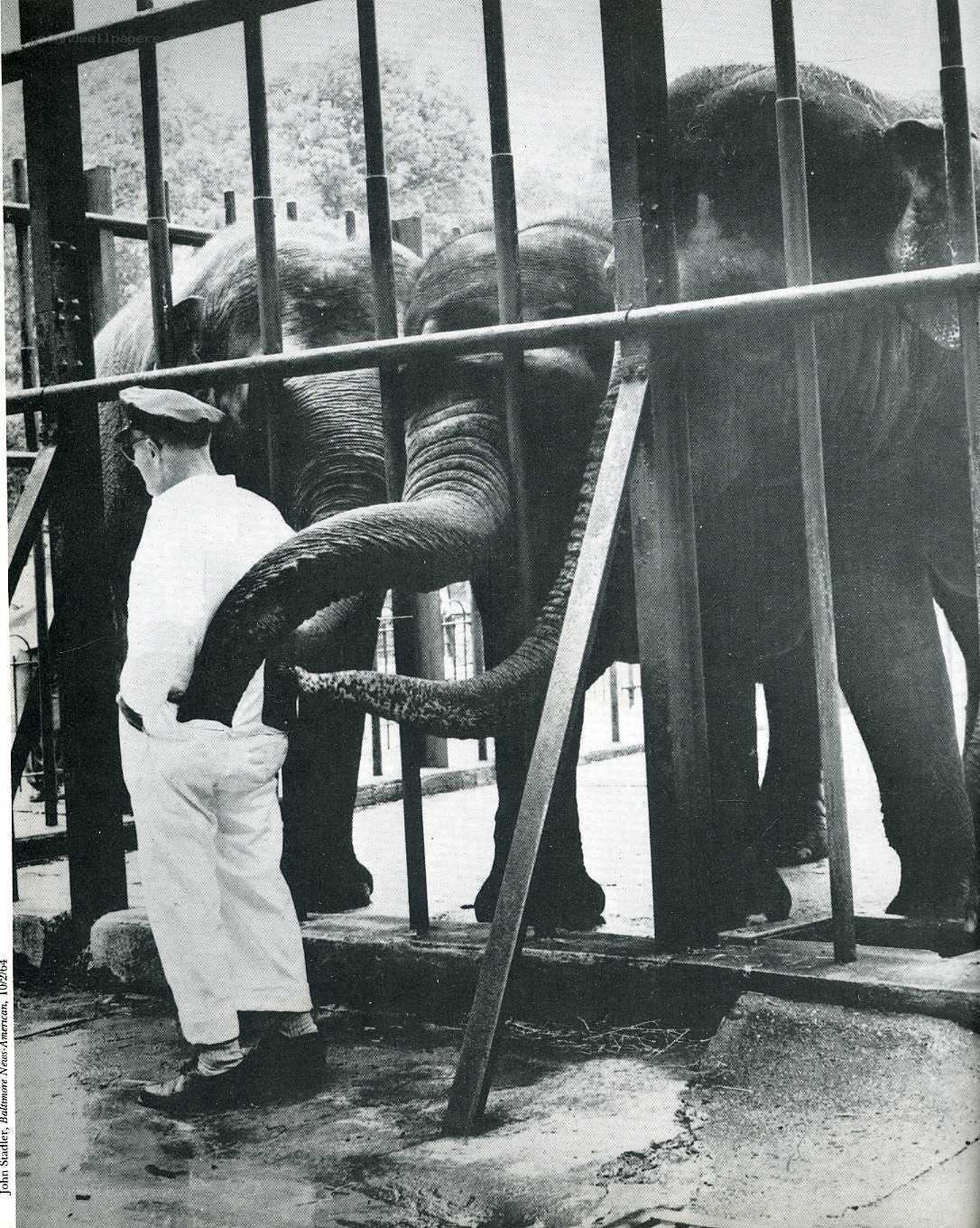 Elephant in a zoo enclosure