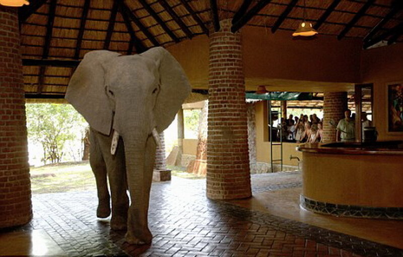 Elephant in Building