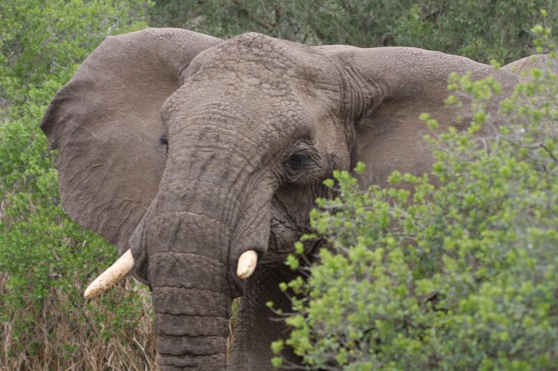 Elephant in Bush