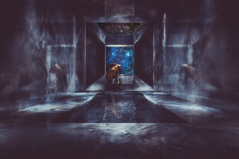 Elephant in Corridor
