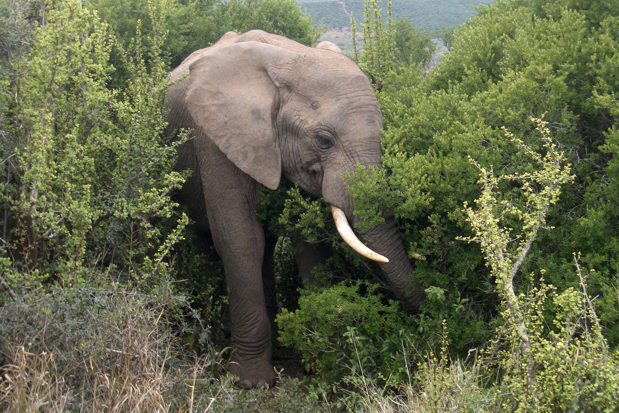 Elephant in dense bush