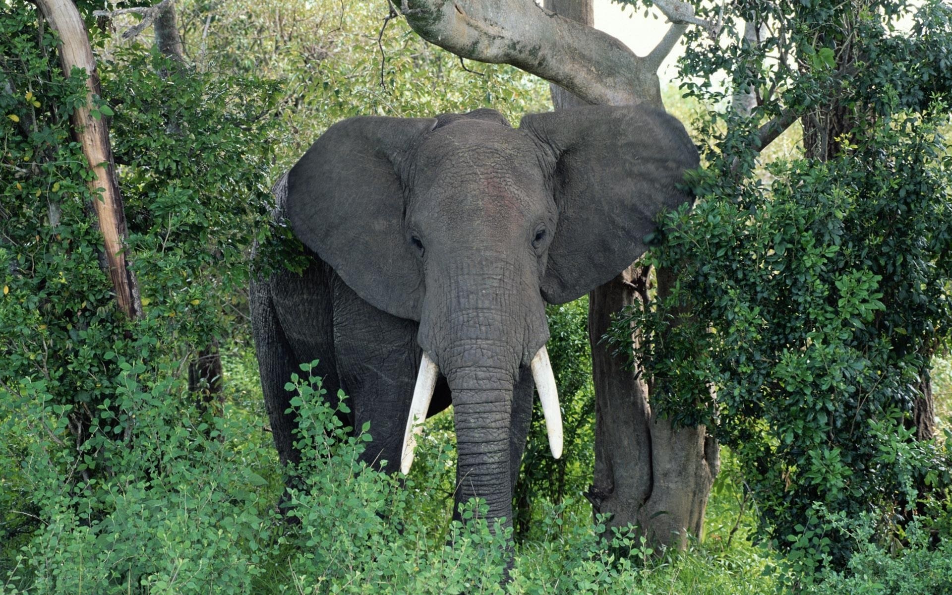 Elephant in dense foliage