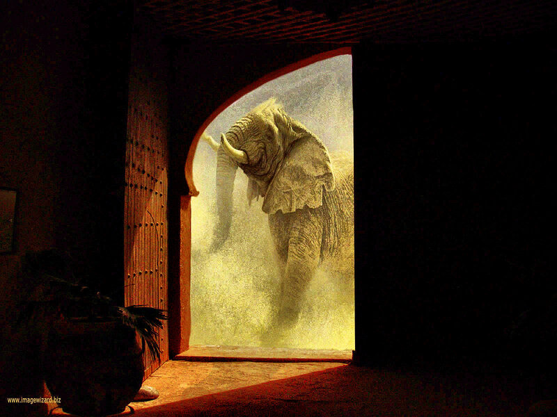 Elephant in Doorway