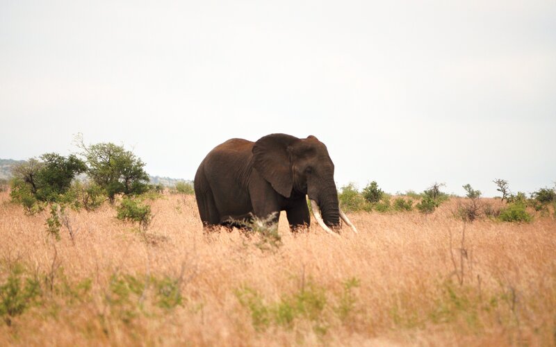 Elephant in Dry Grass — Brown, Calm, Afternoon