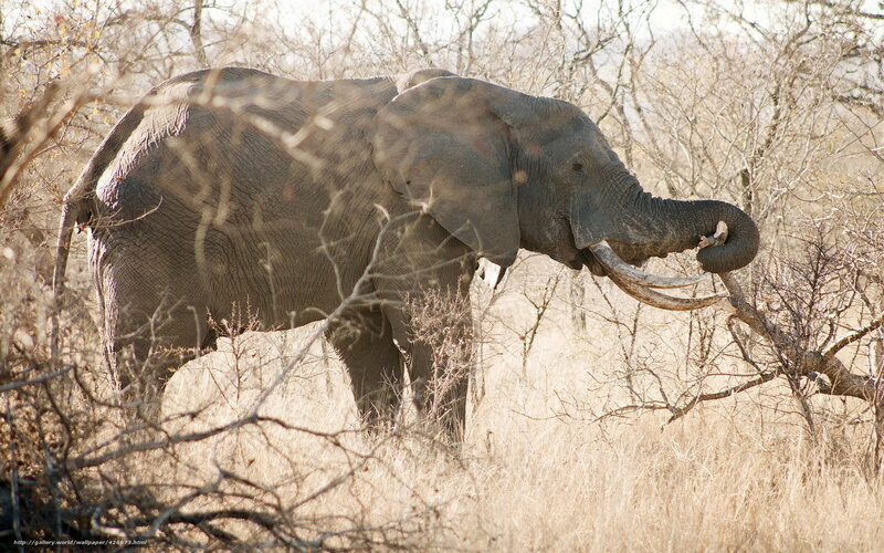 Elephant in Dry Grass — Brown, Natural, Afternoon