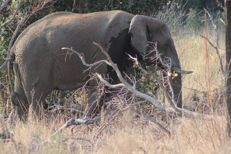 Elephant in Dry Grass — Brown, Natural