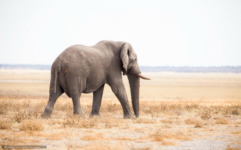Elephant in Dry Grassland