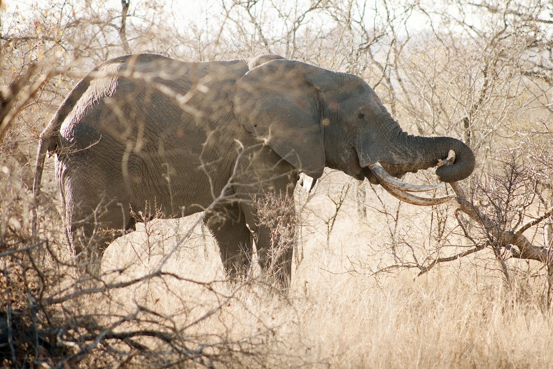 Elephant in dry savanna