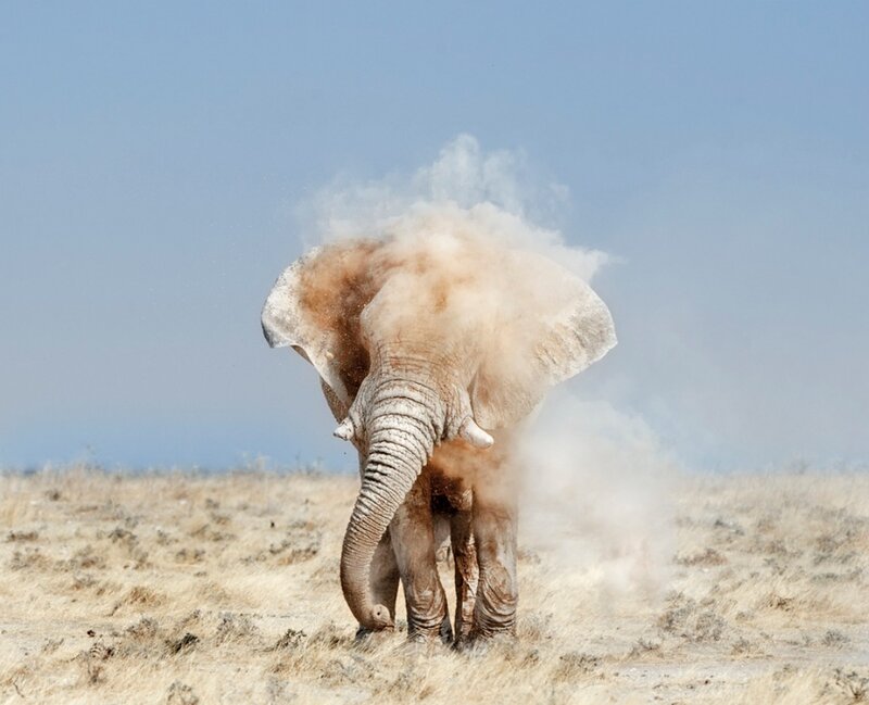 Elephant in Dust