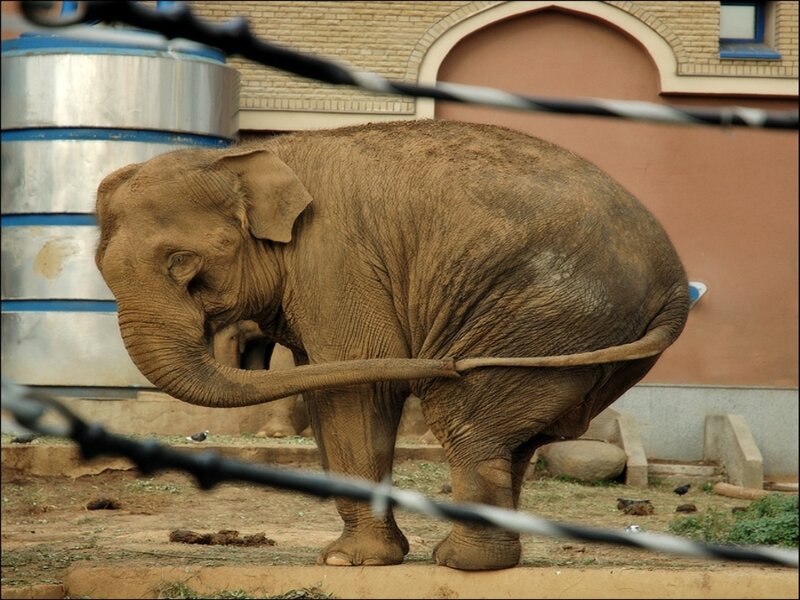 Elephant in Enclosure — Brown